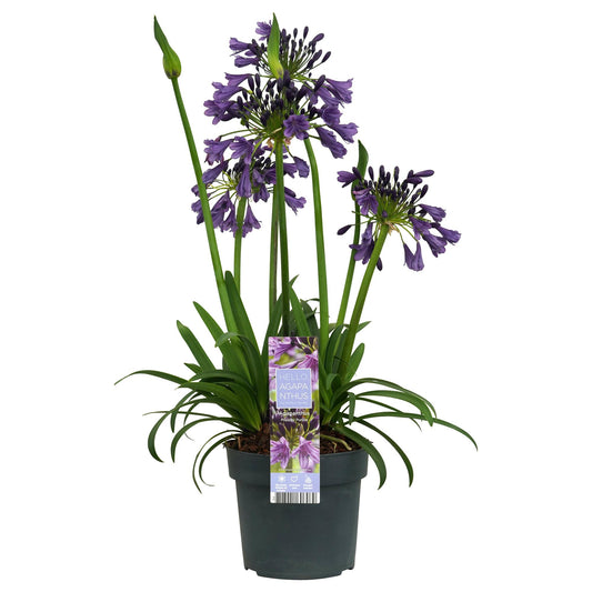 Agapanthus 'Poppin Purple' - Ø19cm - ↕30cm