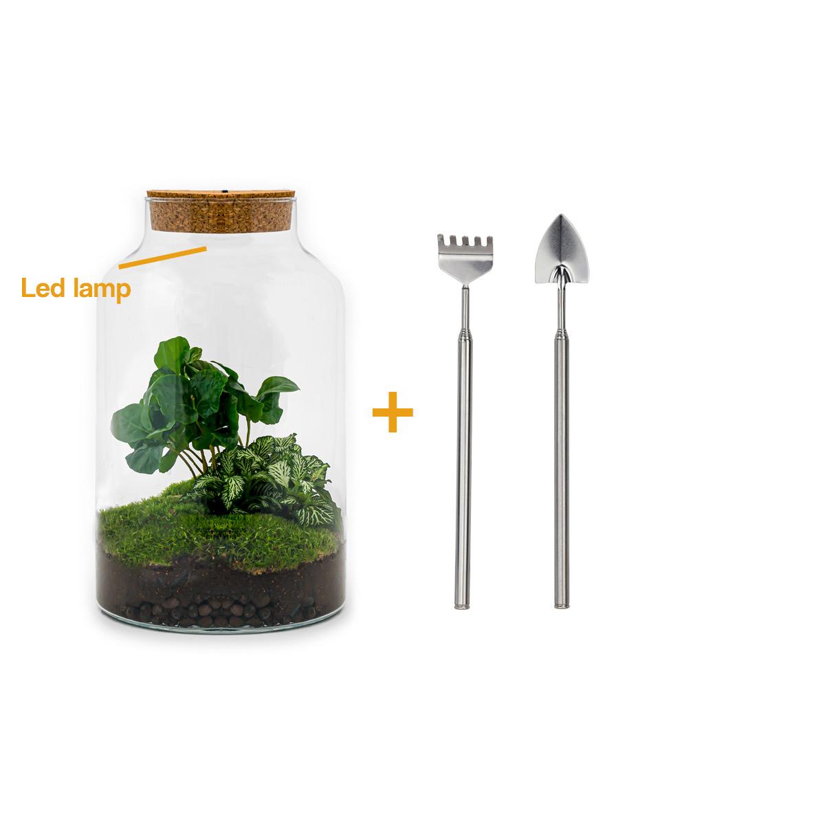 DIY-Terrarium - Milky Coffea mit Lampe - ↕ 31 cm - Harke + Schaufel