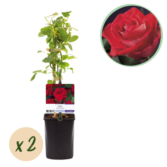 Green boutiQ – Kletterrose – Rosa Red Climber – Blüte rot – pflegeleicht – 2 Pflanzen – Topf 11 cm, Höhe 40 cm