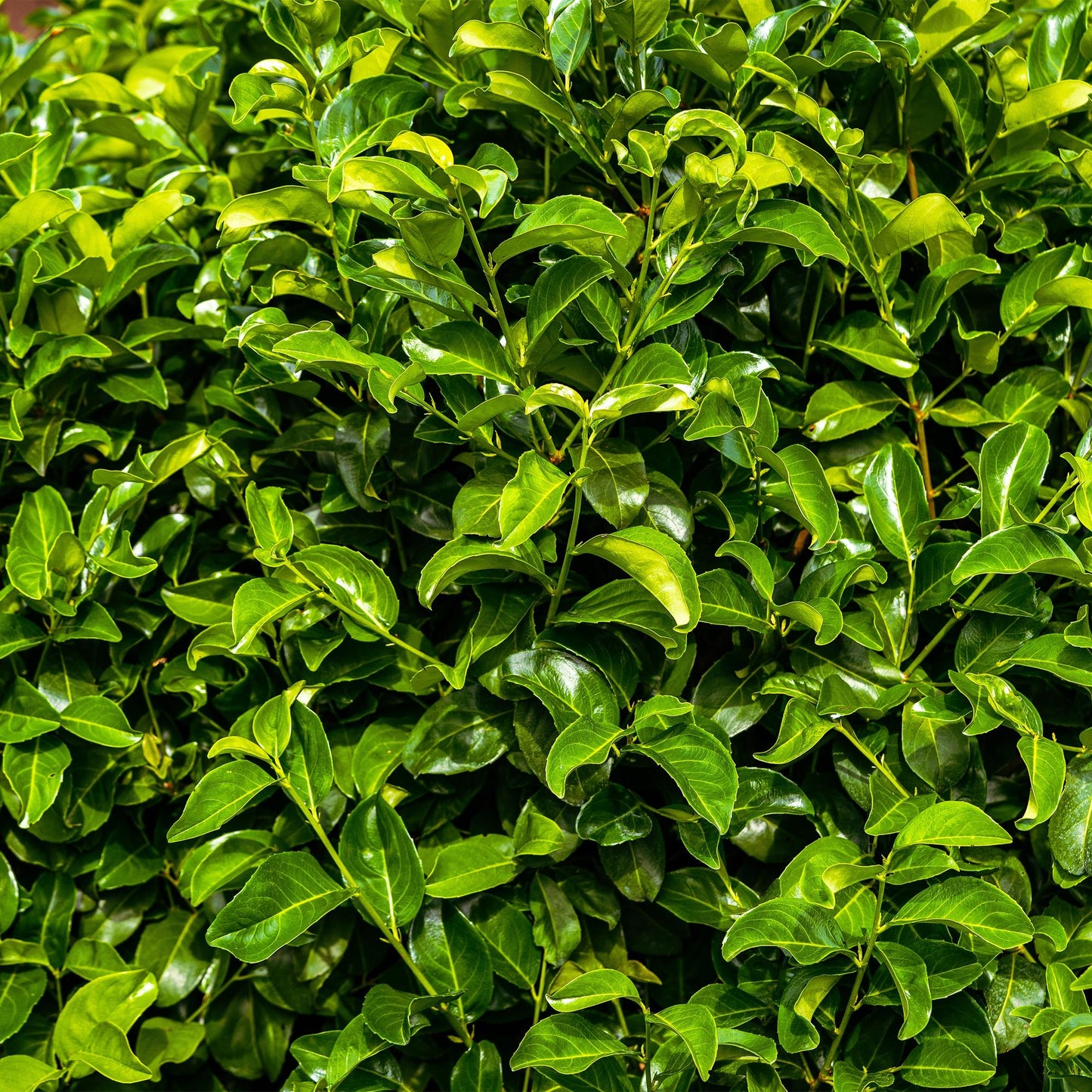 Green boutiQ - Heckenpflanzen - Prunus laurocerasus Rotundifolia - grünes Blatt - 6 Pflanzen - 1 Laufmeter - immergrün - Topf 17cm Höhe 50cm