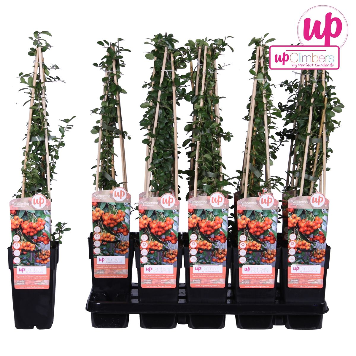 Pyracantha 'Orange Glow' - Ø15cm - ↕65cm