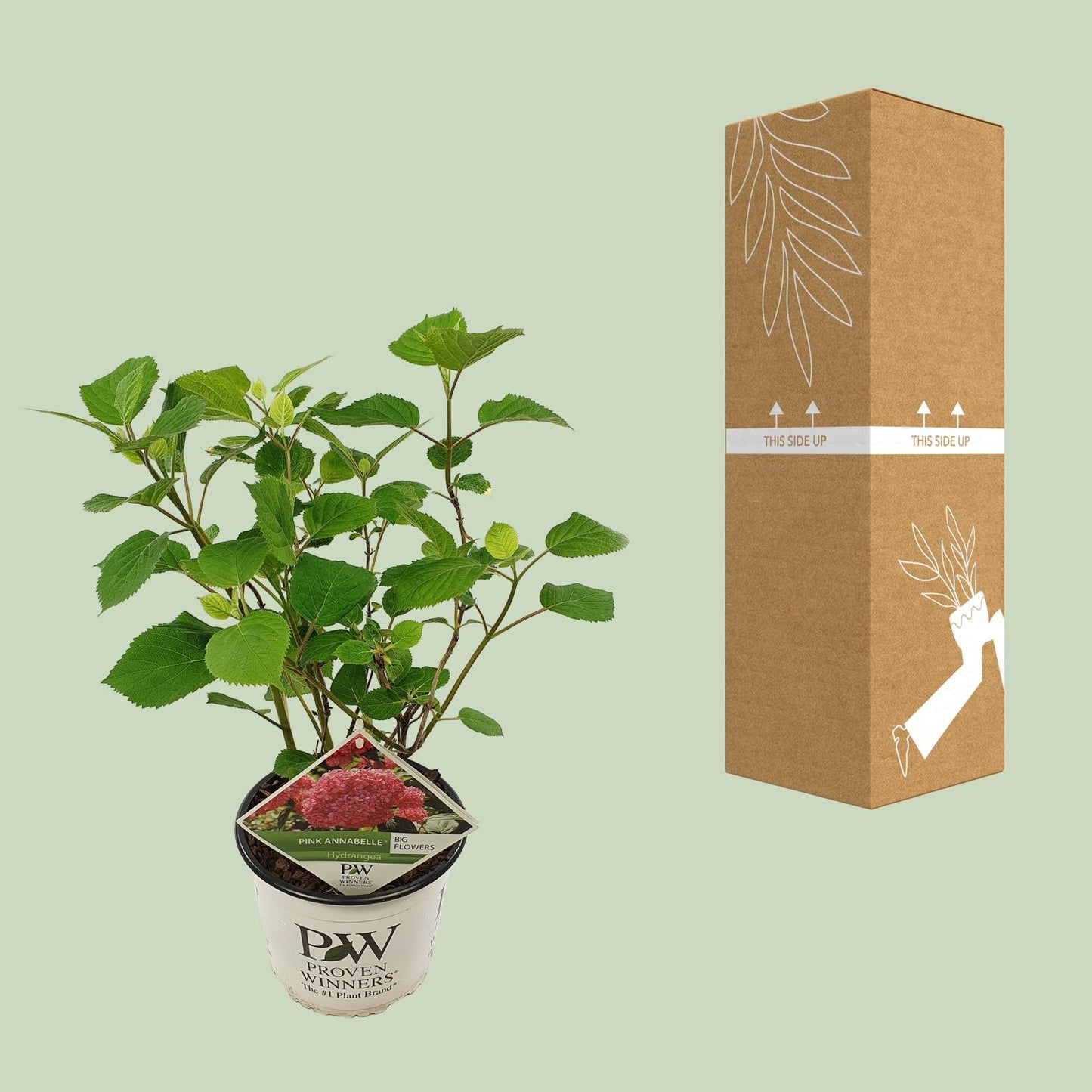Hortensie Arbo. 'Rosa Annabelle' - Ø19cm - ↕30cm