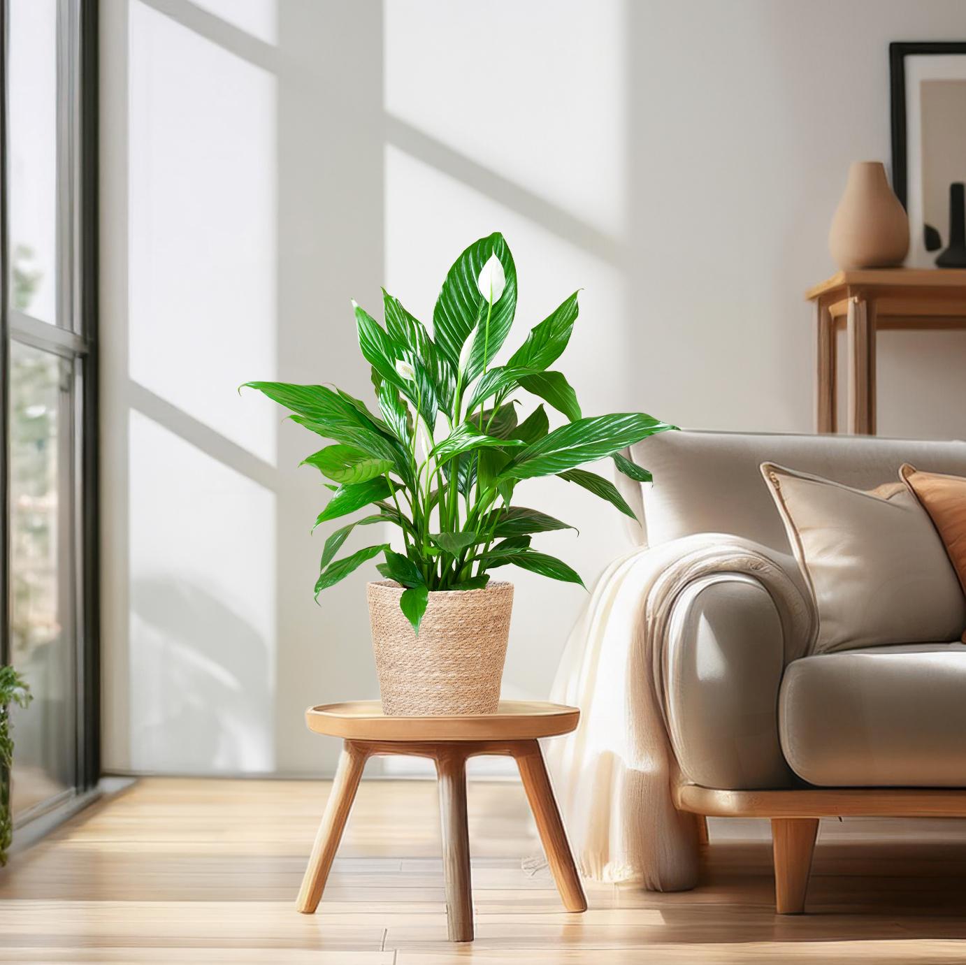 Spathiphyllum mit Korb Sofia natur - 80cm - Ø21