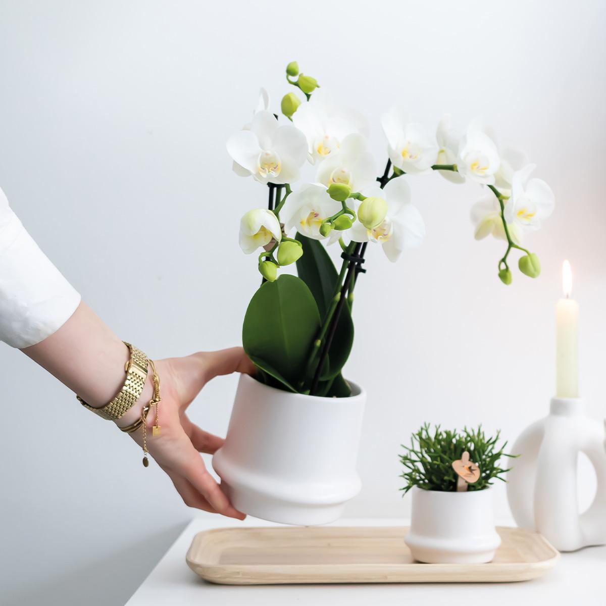 Kolibri-Orchideen | KOMBI-ANGEBOT mit 2 weißen Phalaenopsis-Orchideen - Amabilis - Topfgröße Ø9cm | blühende Zimmerpflanze – frisch vom Züchter
