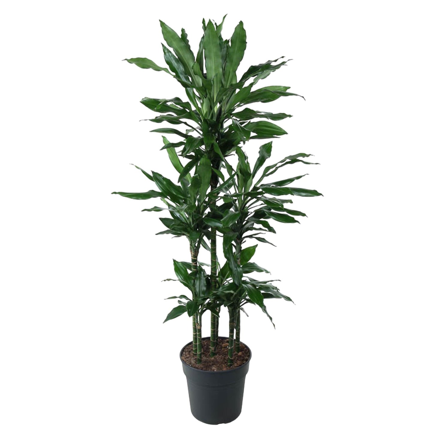 Dracaena Janet Lind Karussell – 140 cm – ø31