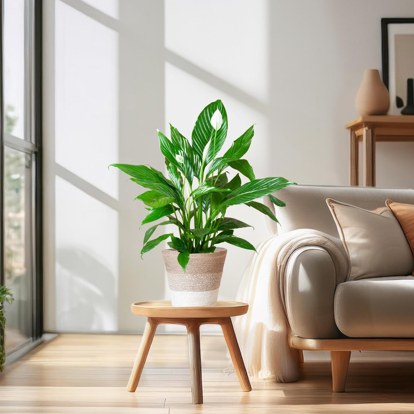 Spathiphyllum mit Korb Lissabon weiß - 80cm - Ø21