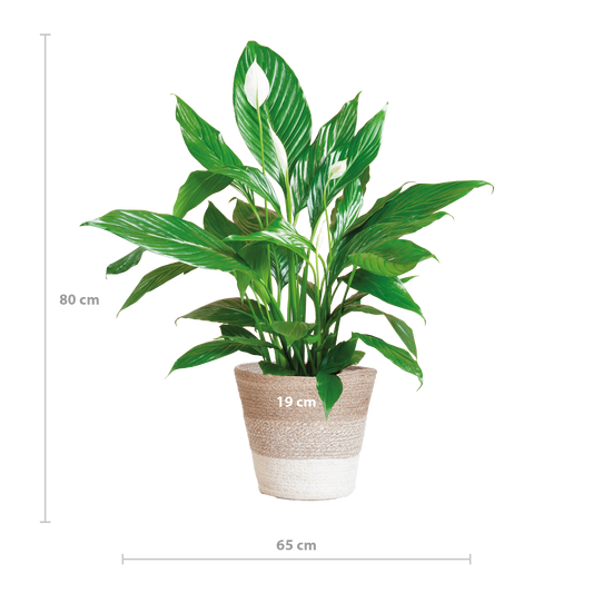Spathiphyllum met Mand Lissabon wit - 80cm - Ø21