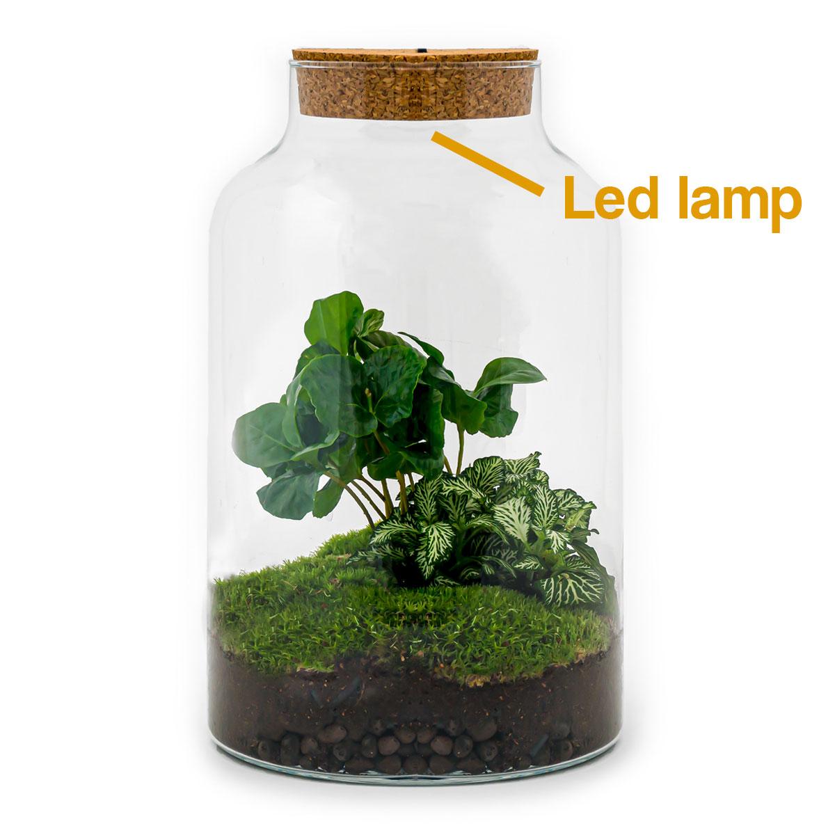 DIY-Terrarium - Milky Coffea mit Lampe - ↕ 31 cm - Harke + Schaufel
