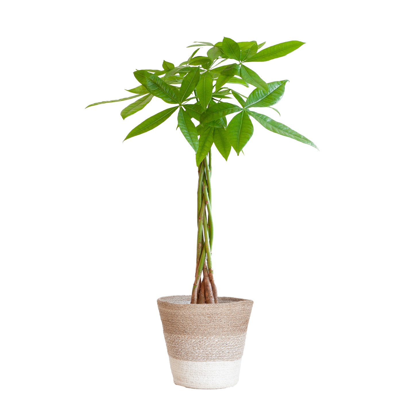 Pachira Aquatica mit Korb Lissabon weiß - 80cm - Ø21
