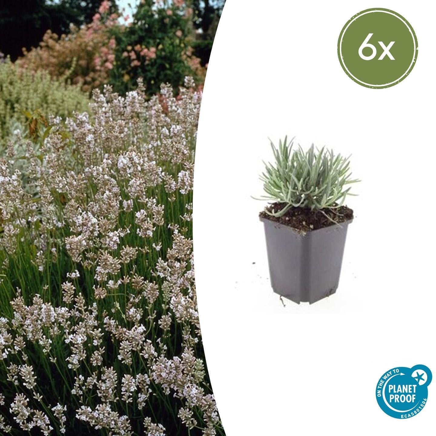 6x Lavandula int. 'Edelweiß' - ↕10-25cm - Ø9cm