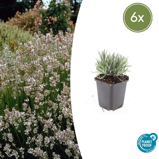 6x Lavandula int. 'Edelweiß' - ↕10-25cm - Ø9cm