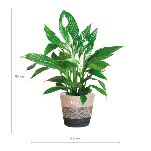 Spathiphyllum met Mand Lissabon zwart - 80cm - Ø21