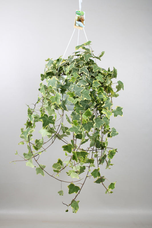 Hedera Helix Gold Kind - Hängend/XXL - Ø24cm - ↕cm