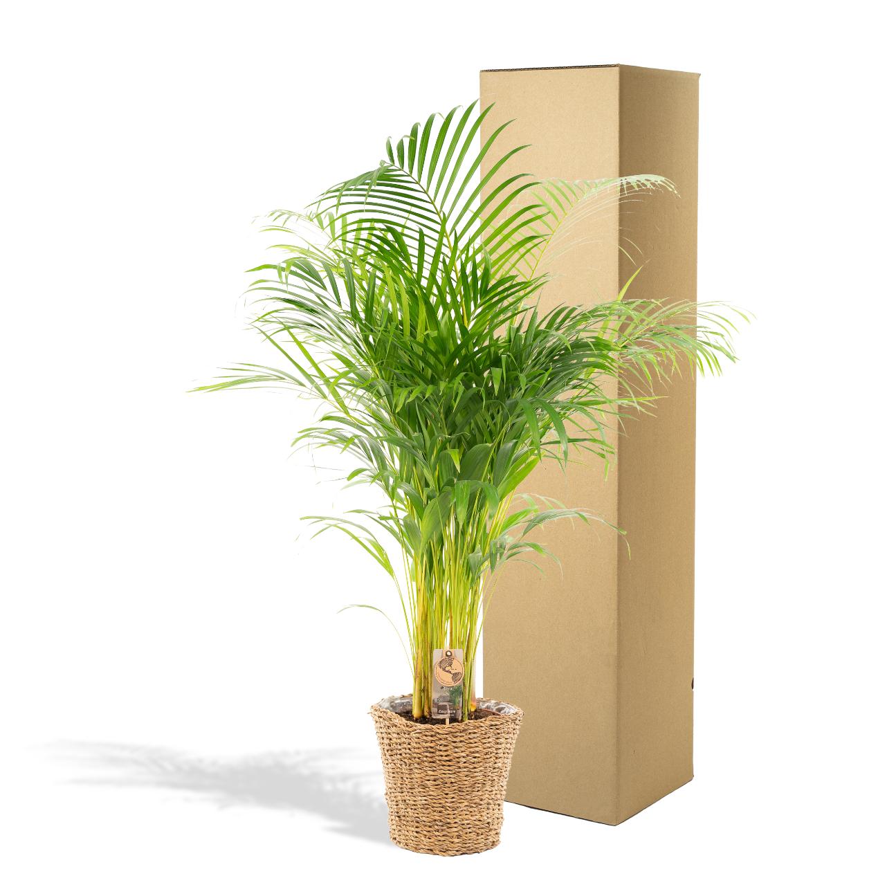 Areca mit Korb – ↨110 cm – Ø21 cm