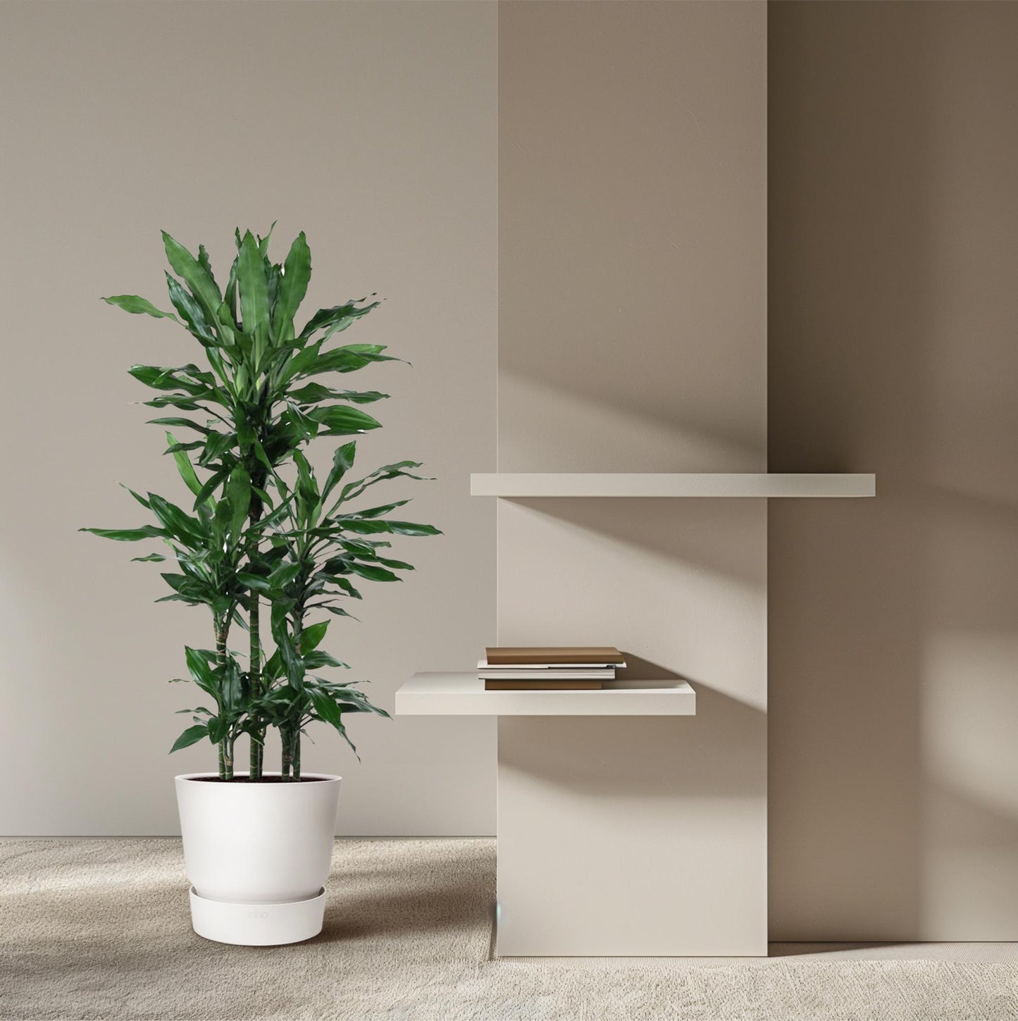Dracaena Janet Lind Karussell – 140 cm – ø31