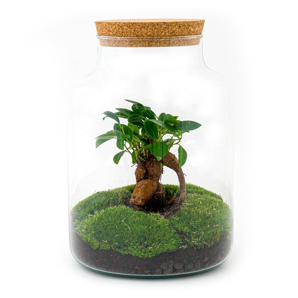 DIY-Terrarium - Milchig mit Bonsai - ↕ 30 cm - Normal