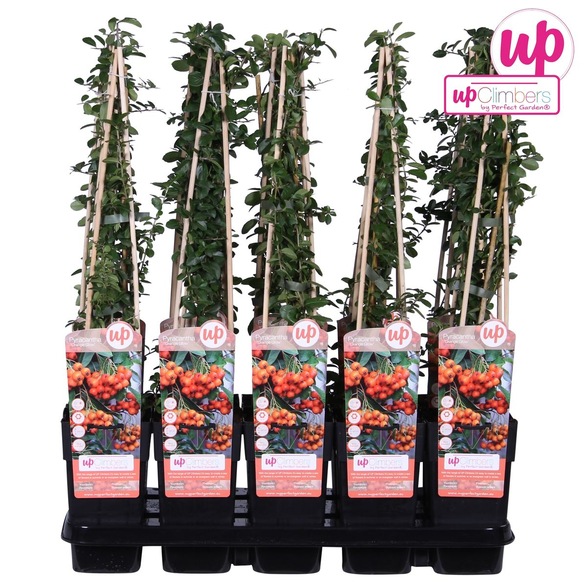 Pyracantha 'Orange Glow' - Ø15cm - ↕65cm