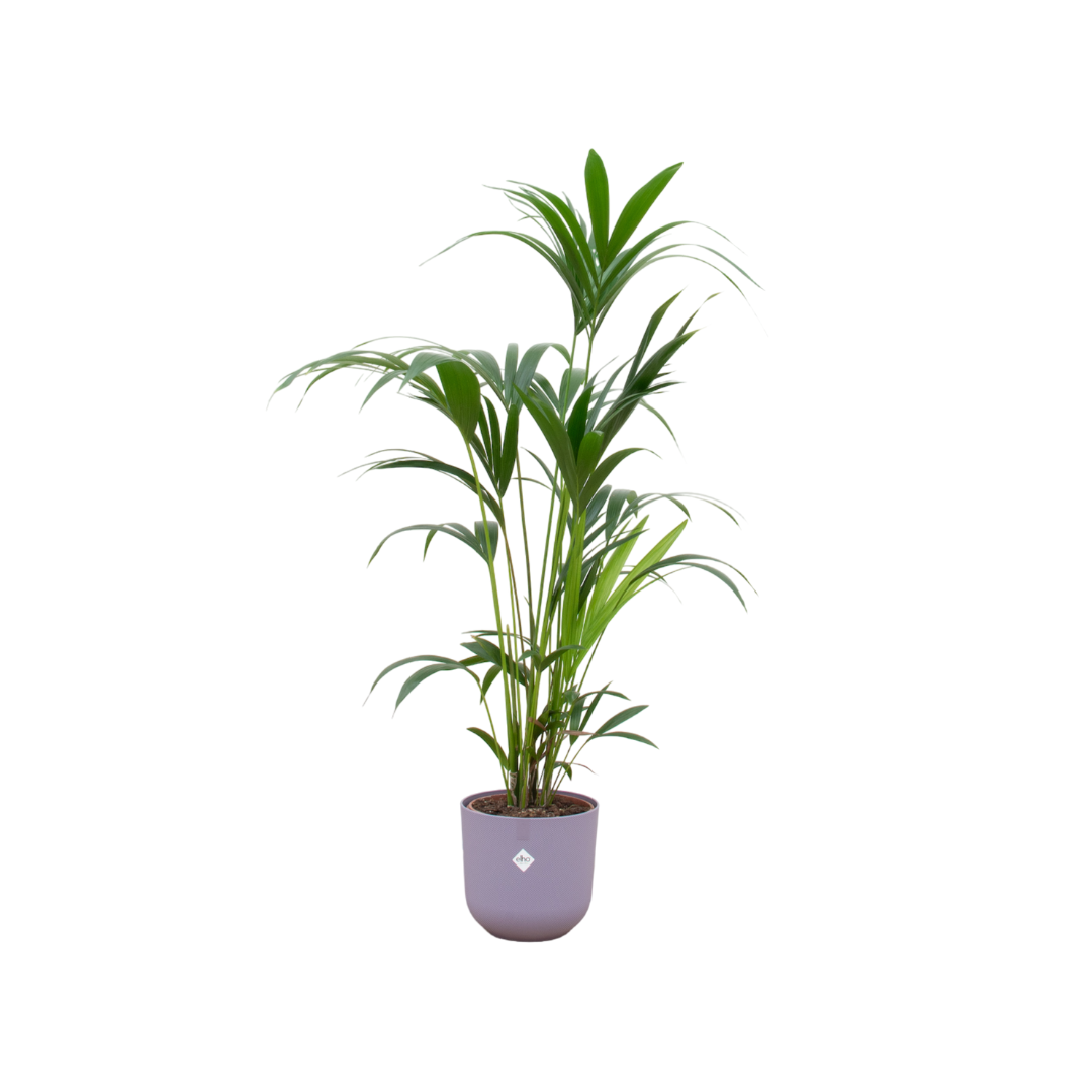 Kombi-Angebot - Kentia-Palme inklusive elho Jazz Round flieder Ø26 - 160 cm
