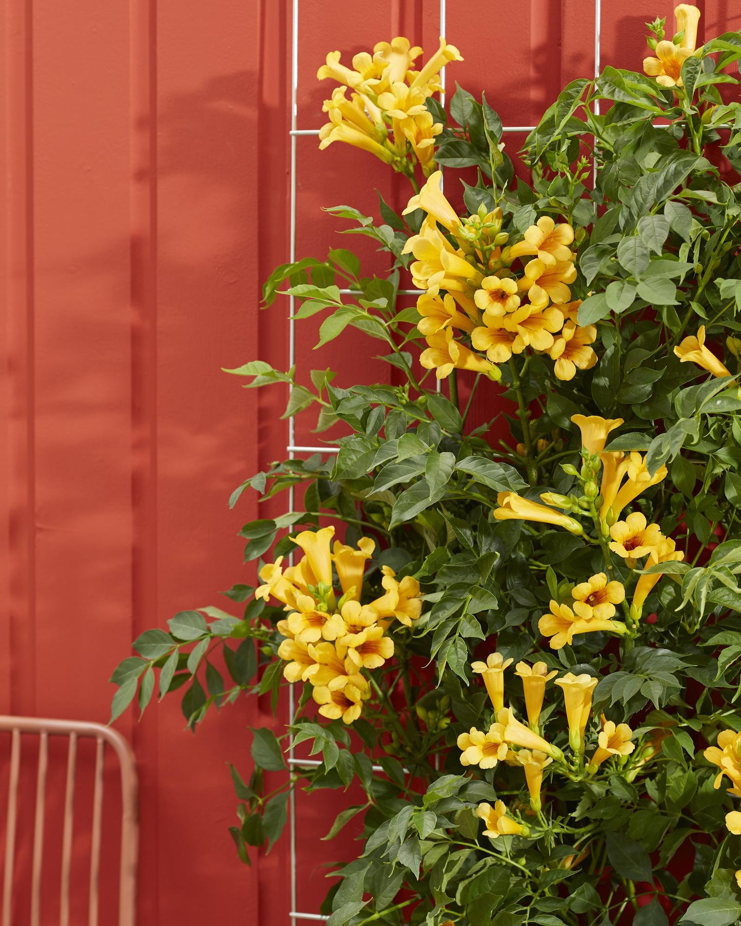 Campsis Summer Jazz 'Gold Trumpet' - Ø15cm - ↕65cm
