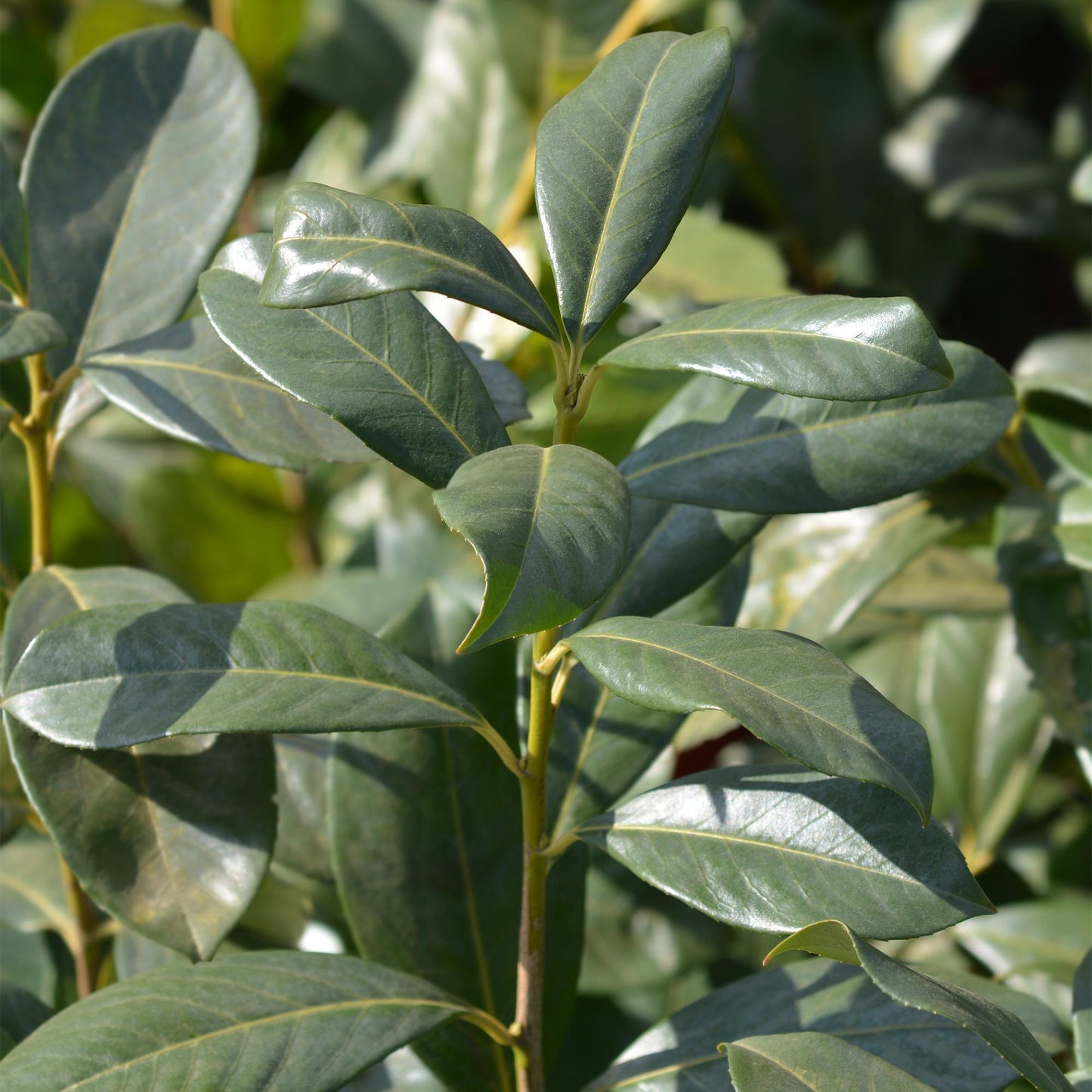 Green boutiQ - Heckenpflanzen - Prunus laurocerasus Rotundifolia - grünes Blatt - 6 Pflanzen - 1 Laufmeter - immergrün - Topf 17cm Höhe 50cm