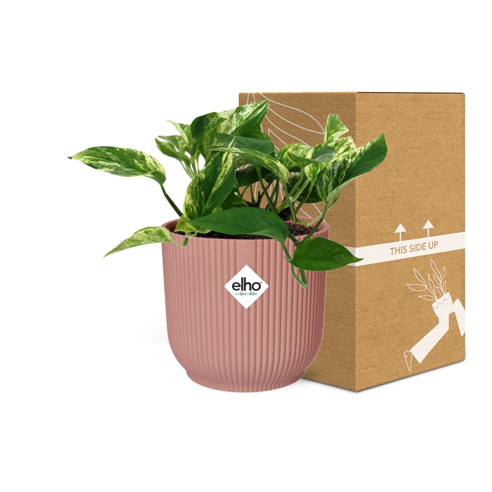 Scindapsus (Epipremnum) Marble Queen in ELHO Vibes Fold 14cm rosa