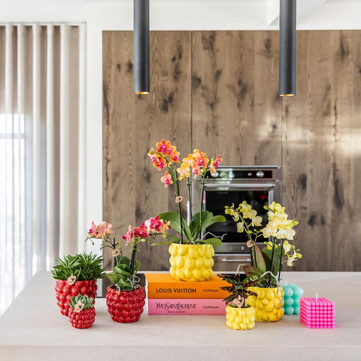 Kolibri-Orchideen | rote Phalaenopsis Orchidee – Congo + Berry Dekotopf – Topfgröße Ø9cm | blühende Zimmerpflanze im Blumentopf – frisch vom Züchter