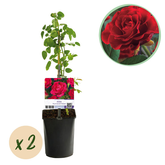 Green boutiQ – Kletterrose – Rosa Paul Scarlet Climber – Blüte rot – pflegeleicht – 2 Pflanzen – Topf 11 cm, Höhe 40 cm