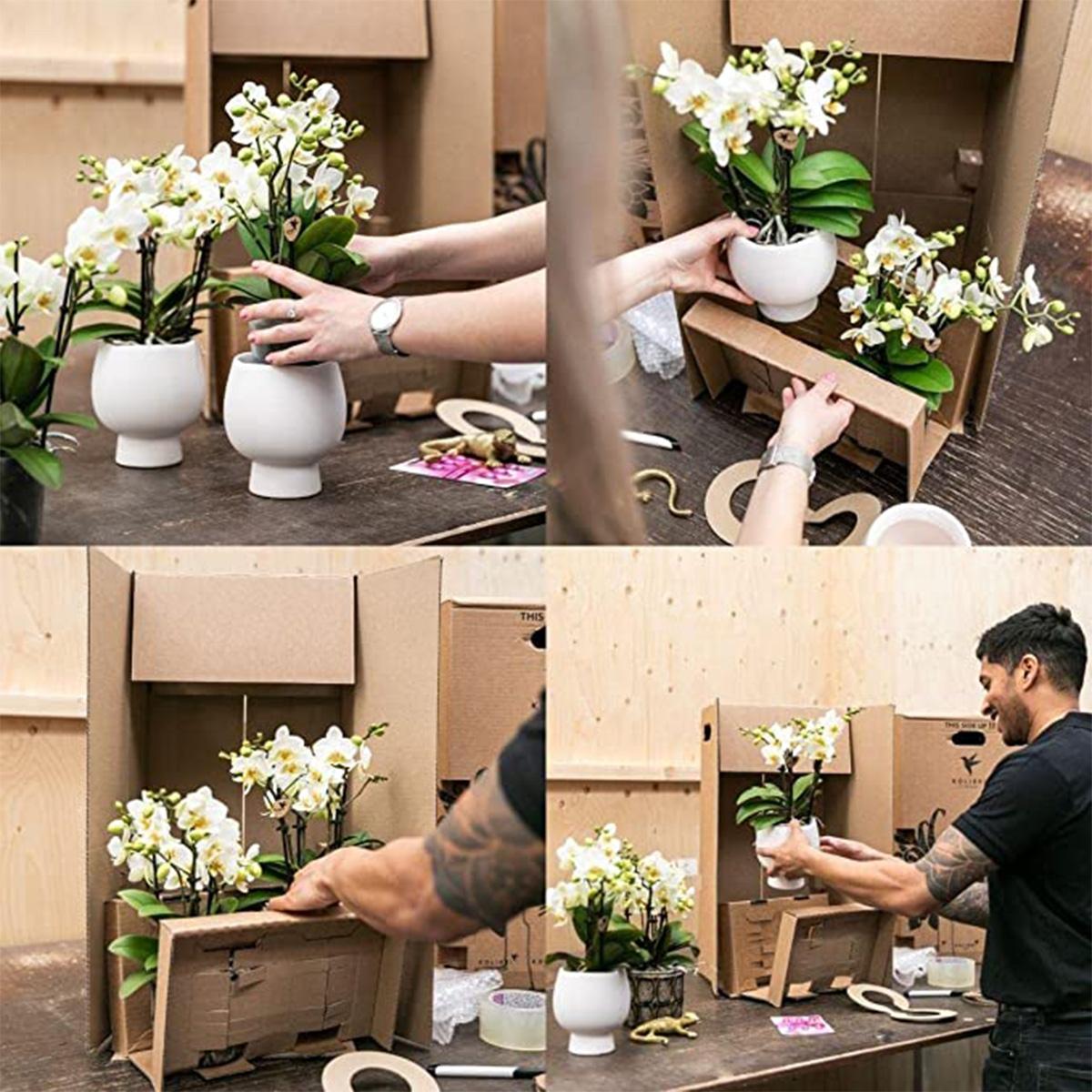 Kolibri-Orchideen | Rote Phalaenopsis-Orchidee – Kongo + Gummitopf Travertin – Topfgröße Ø9cm | blühende Zimmerpflanze im Blumentopf – frisch vom Züchter