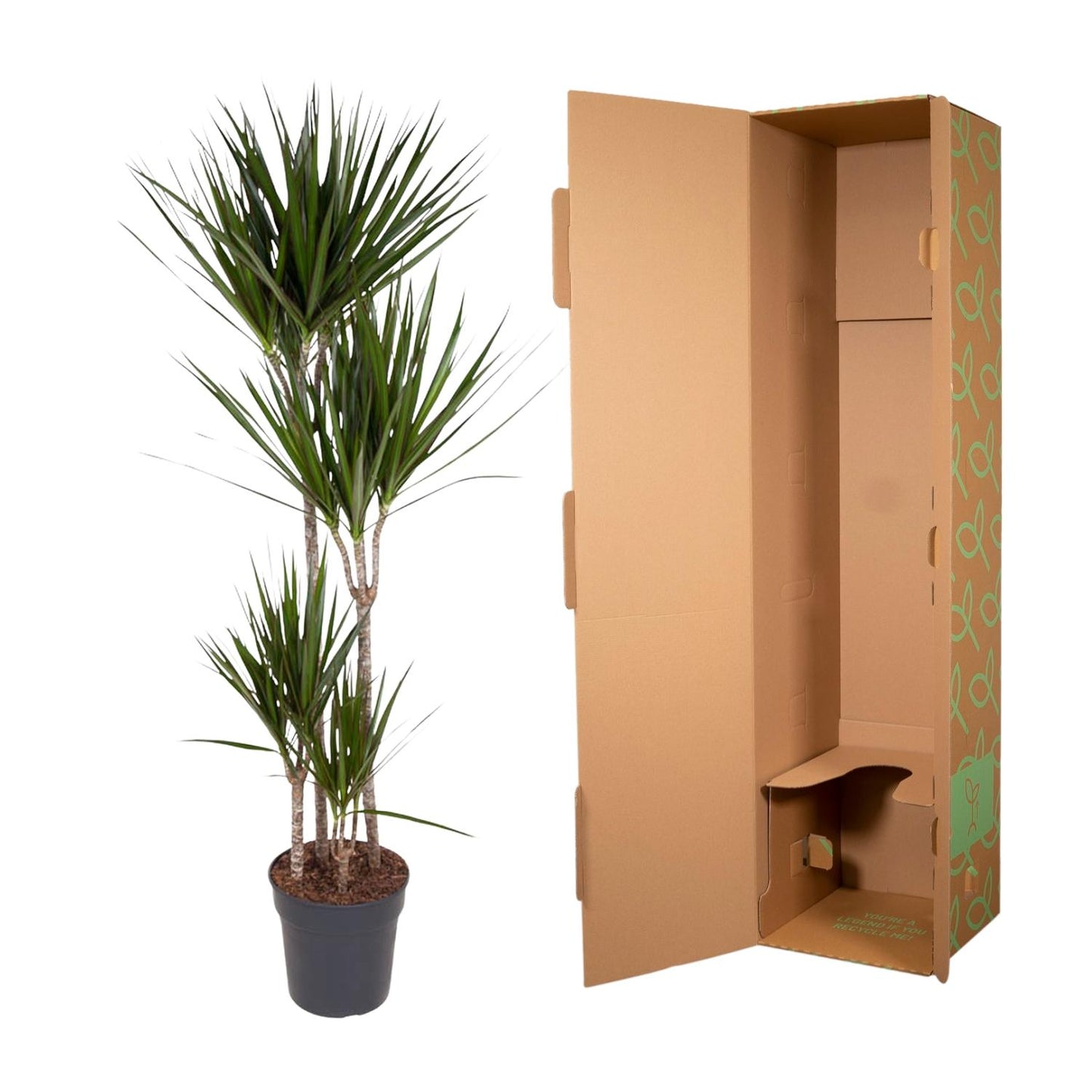 Dracaena Marginata - 160 cm - ø24