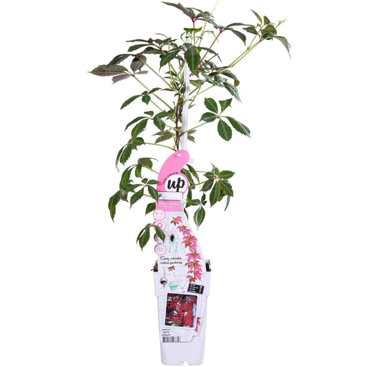 Parthenocissus henryana – Chinesische Virginia-Rebe – Ø15 cm – ↕65 cm