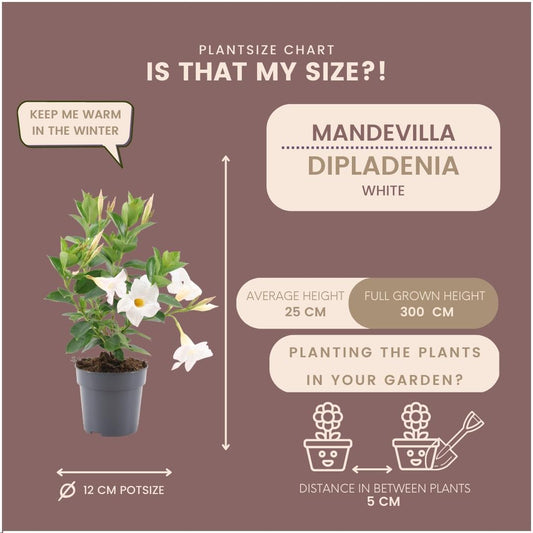 6 x Dipladenia weiß - Mandevilla weiß Ø12 cm - ↕25 cm