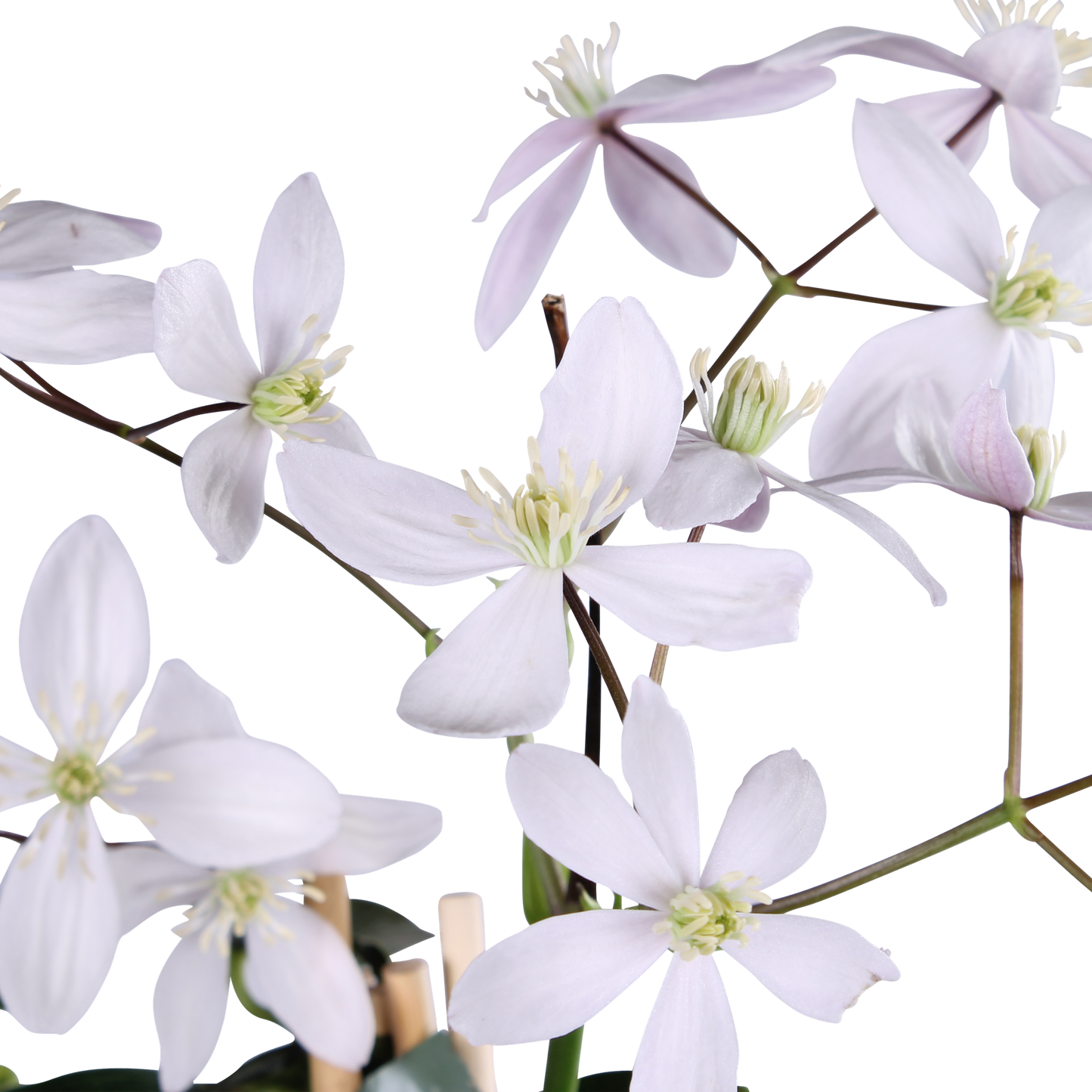 Clematis armandii Apple Blossom - Groenblijvende Clematis Lichtroze - Ø15cm - ↕65cm