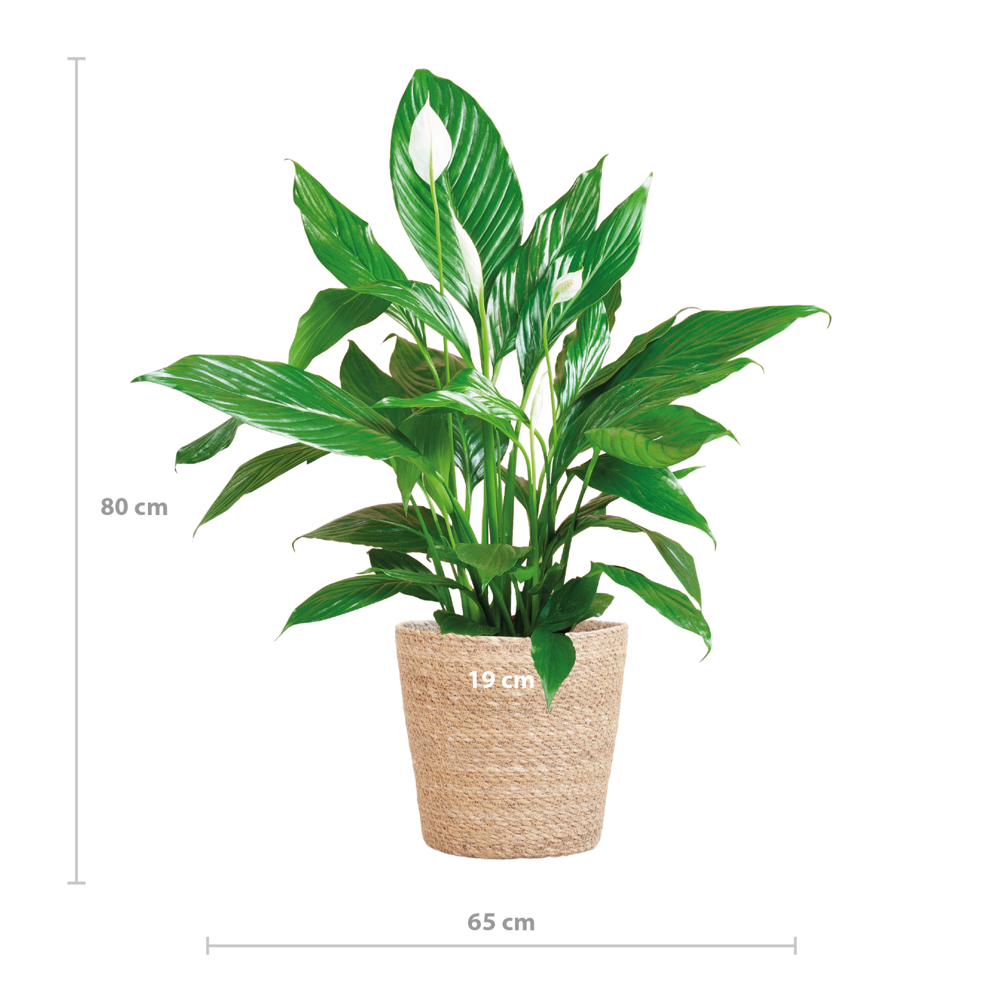 Spathiphyllum mit Korb Sofia natur - 80cm - Ø21