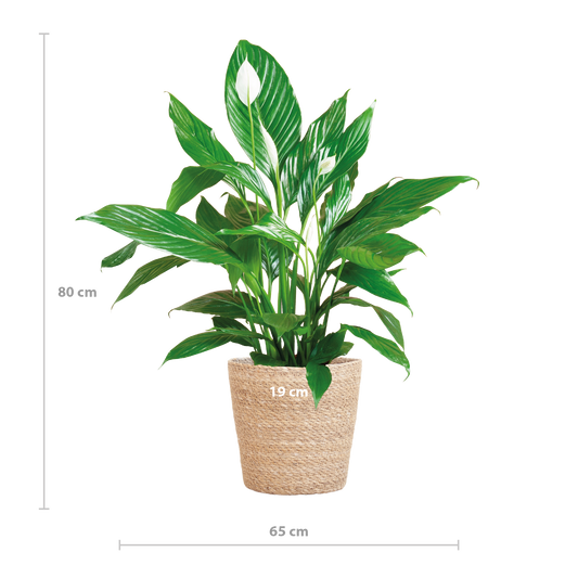 Spathiphyllum mit Korb Sofia natur - 80cm - Ø21