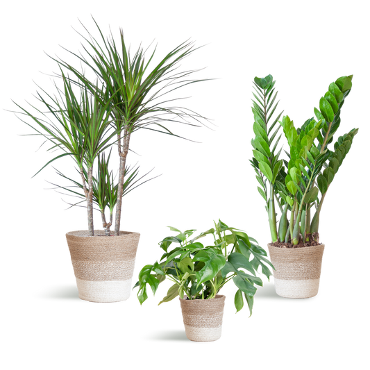Schaduw Plantenbox - medium - met mand Lissabon wit