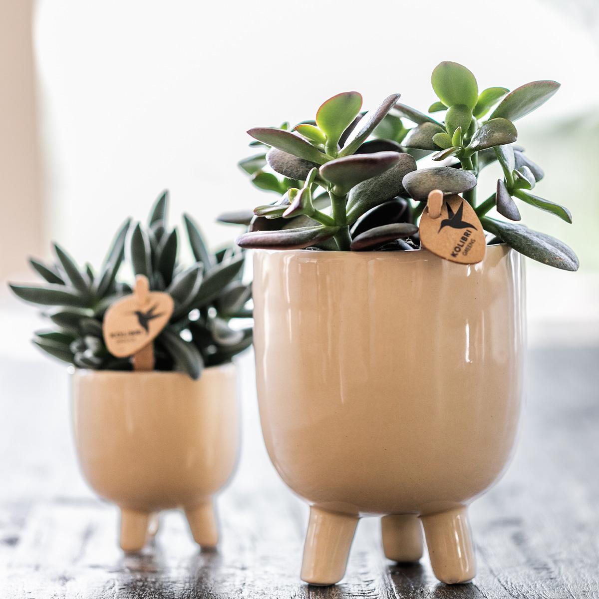 Kolibri-Orchideen | Rote Phalaenopsis-Orchidee – Kongo + Gummitopf Travertin – Topfgröße Ø9cm | blühende Zimmerpflanze im Blumentopf – frisch vom Züchter