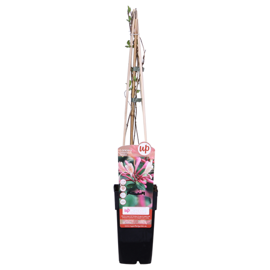 3x - Lonicera periclymenum 'Belgica' - ↨65cm - Ø15