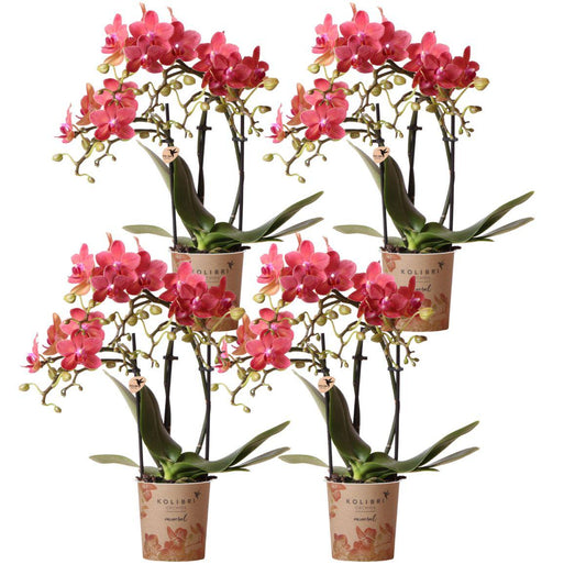 Kolibri-Orchideen | KOMBI-ANGEBOT mit 4 orangefarbenen Phalaenopsis-Orchideen - Kongo - Topfgröße Ø9cm | blühende Zimmerpflanze – frisch vom Züchter