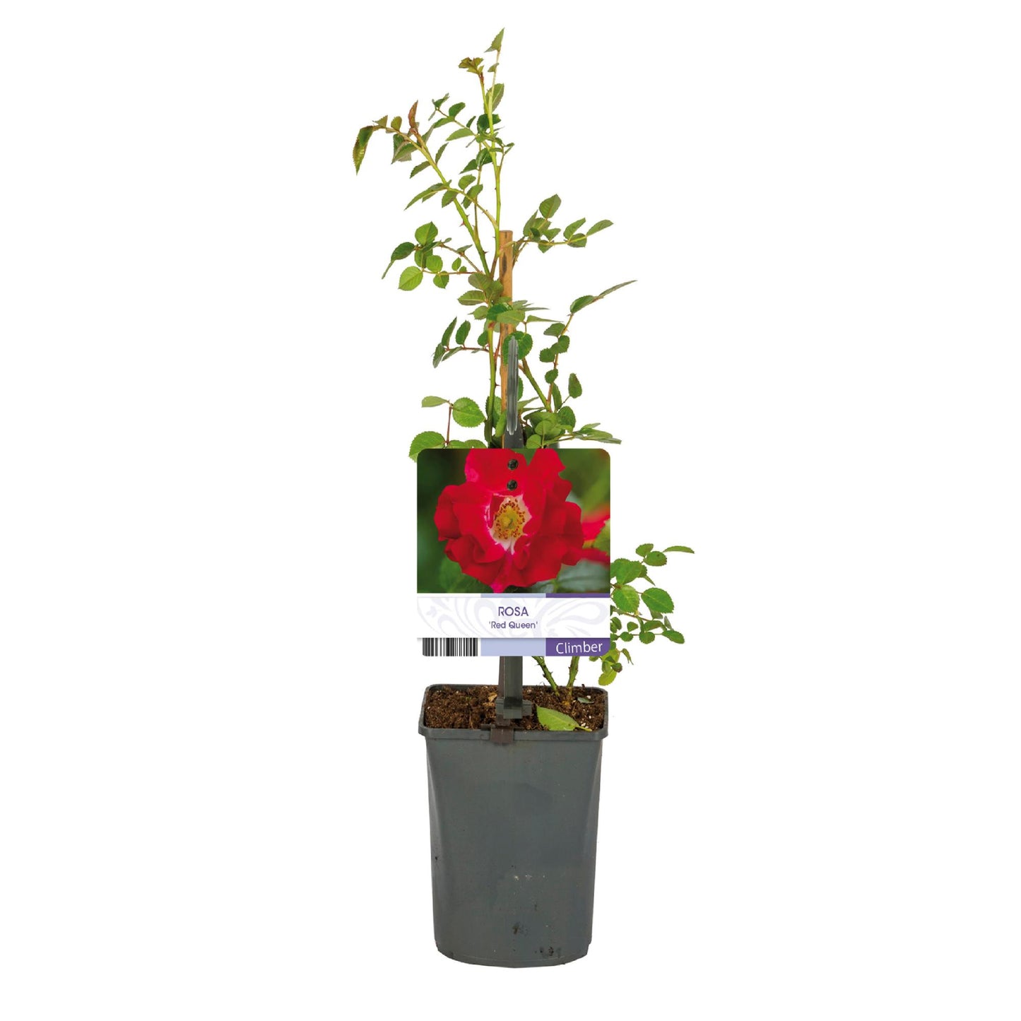 Green boutiQ – Kletterrose – Rosa Red Queen – Blüte rot – pflegeleicht – 2 Pflanzen – Topf 11 cm, Höhe 40 cm