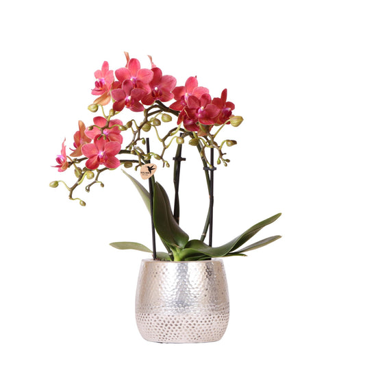 Kolibri-Orchideen | rote Phalaenopsis Orchidee – Congo + Elite Topf silber – Topfgröße Ø9cm | blühende Zimmerpflanze im Blumentopf – frisch vom Züchter