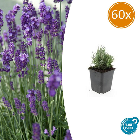 60x Lavandula ang. 'Dwarf Blue' - ↕10-25cm - Ø9cm