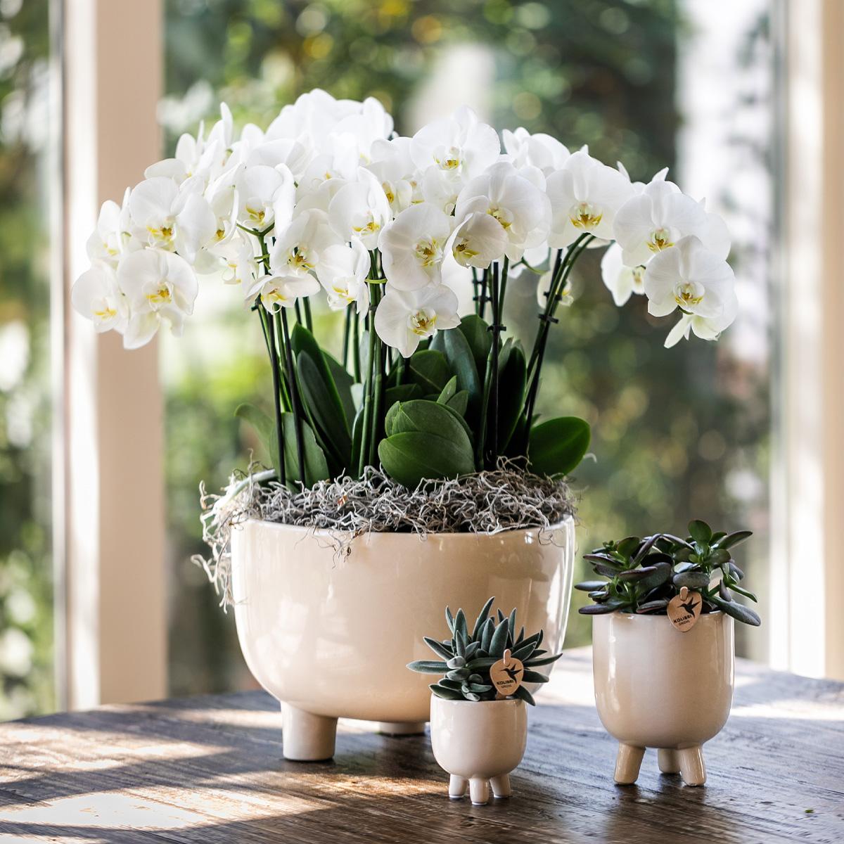 Kolibri-Orchideen | Rote Phalaenopsis-Orchidee – Kongo + Gummitopf Travertin – Topfgröße Ø9cm | blühende Zimmerpflanze im Blumentopf – frisch vom Züchter