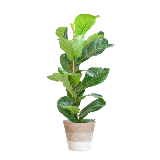 Ficus Lyrata met Mand Lissabon wit - 80cm - Ø21