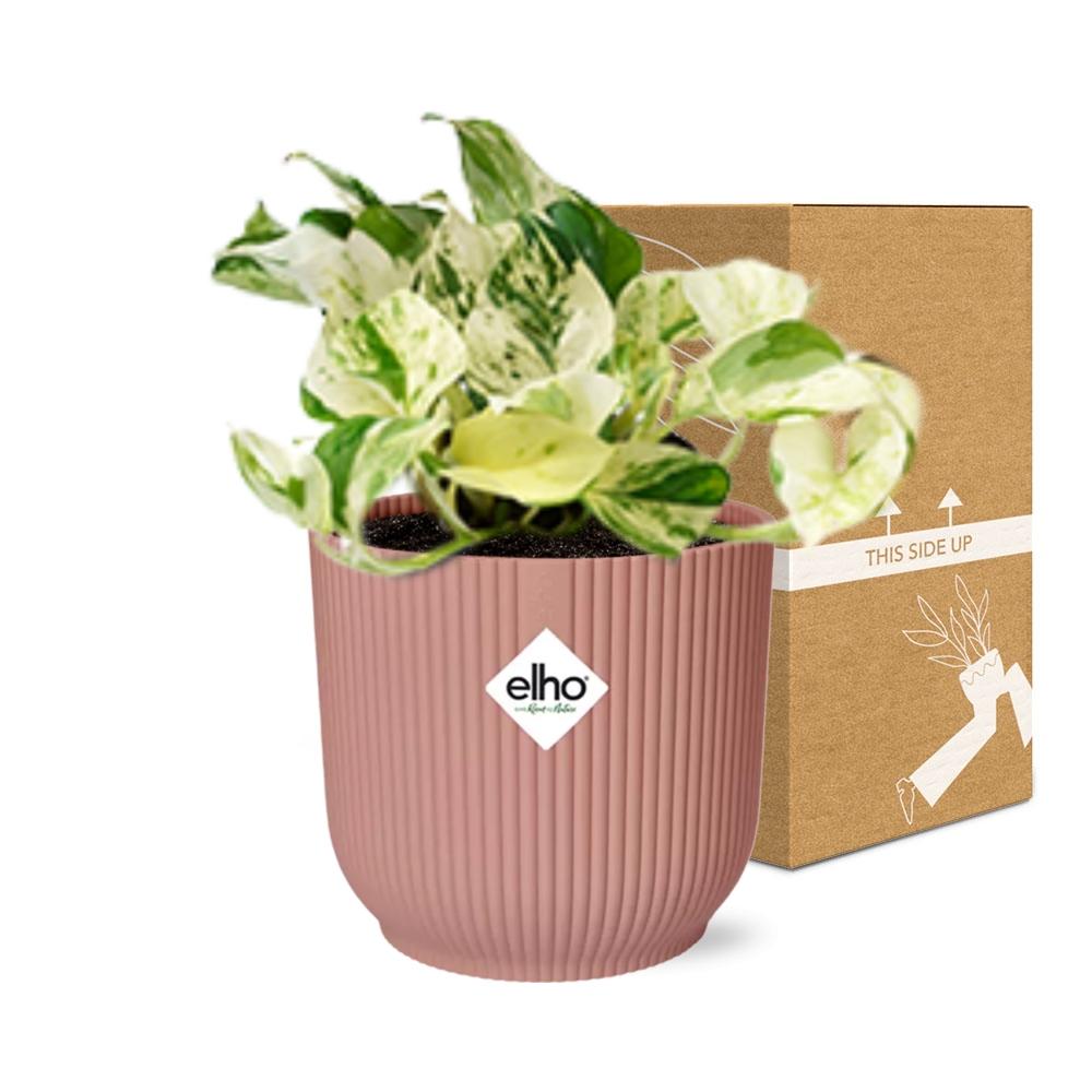 Epipremnum Pinnatum Happy Leaf in ELHO Vibes Fold 14cm rosa