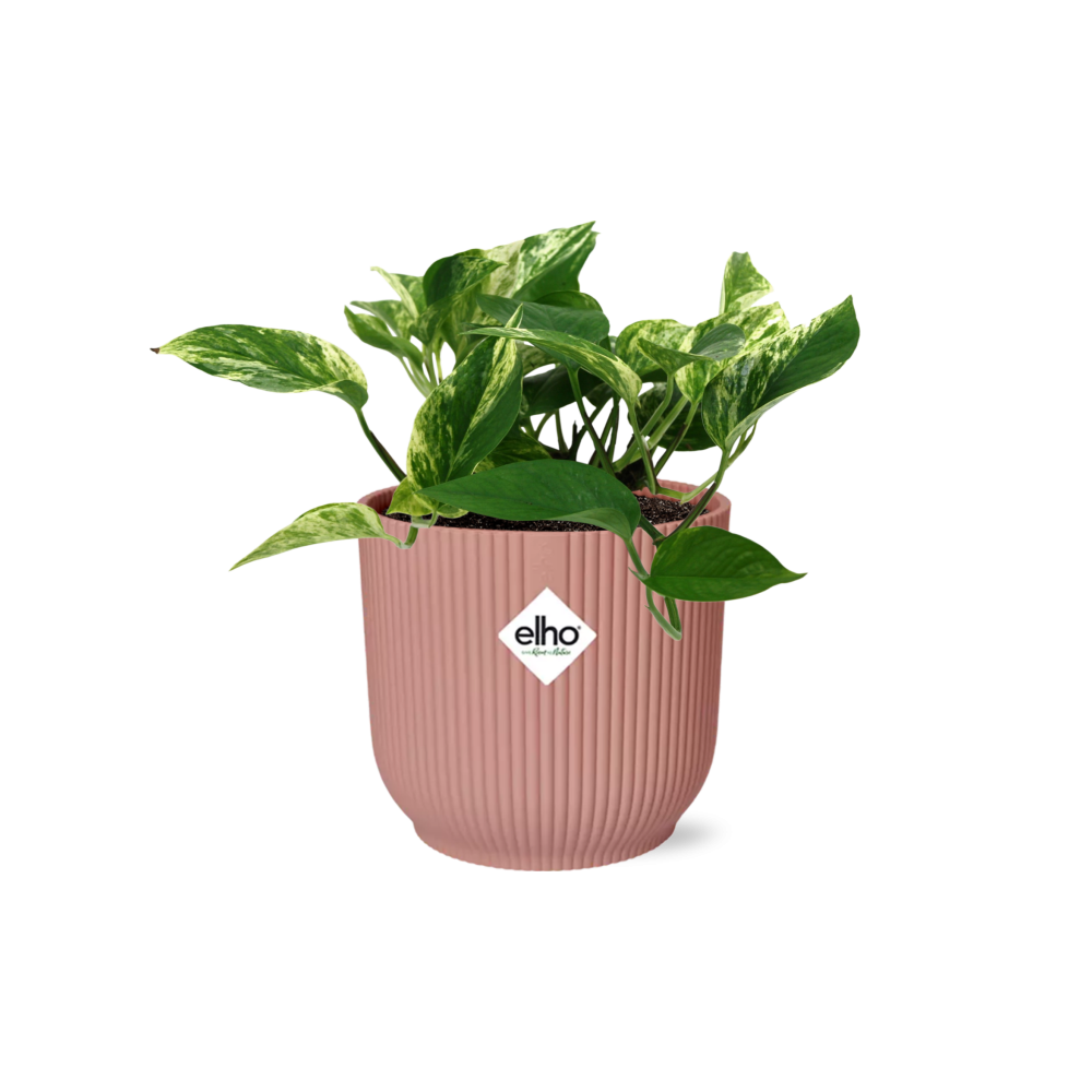 Scindapsus (Epipremnum) Marble Queen in ELHO Vibes Fold 14cm rosa