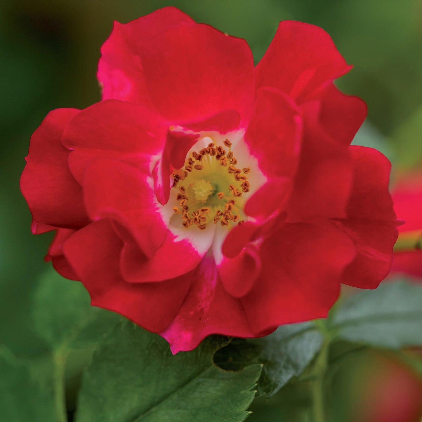 Green boutiQ – Kletterrose – Rosa Red Queen – Blüte rot – pflegeleicht – 2 Pflanzen – Topf 11 cm, Höhe 40 cm
