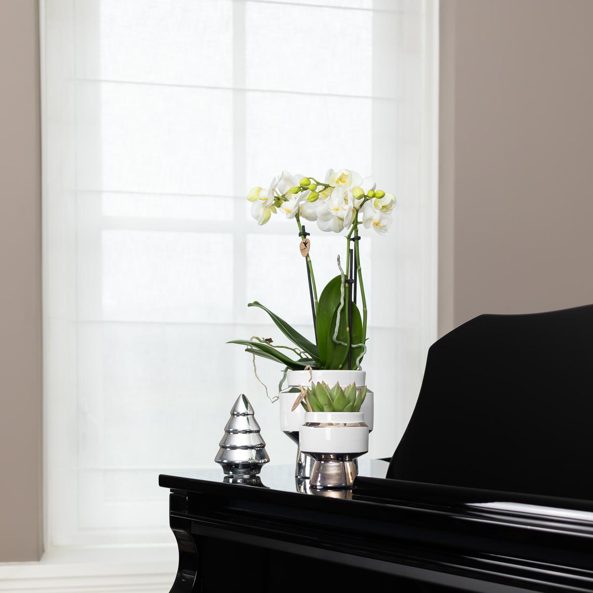 Kolibri-Startseite | Le Chic Blumentopf – Weißer dekorativer Keramiktopf mit silbernen Details – Ø6 cm