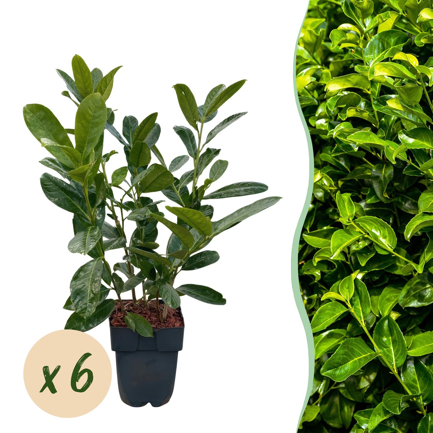 Green boutiQ - Heckenpflanzen - Prunus laurocerasus Rotundifolia - grünes Blatt - 6 Pflanzen - 1 Laufmeter - immergrün - Topf 17cm Höhe 50cm