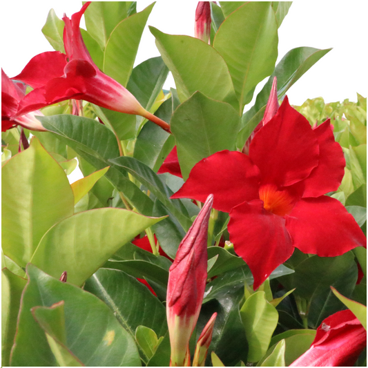 6 x Dipladenia Rot - Mandevilla Rot Ø12 cm - ↕25 cm