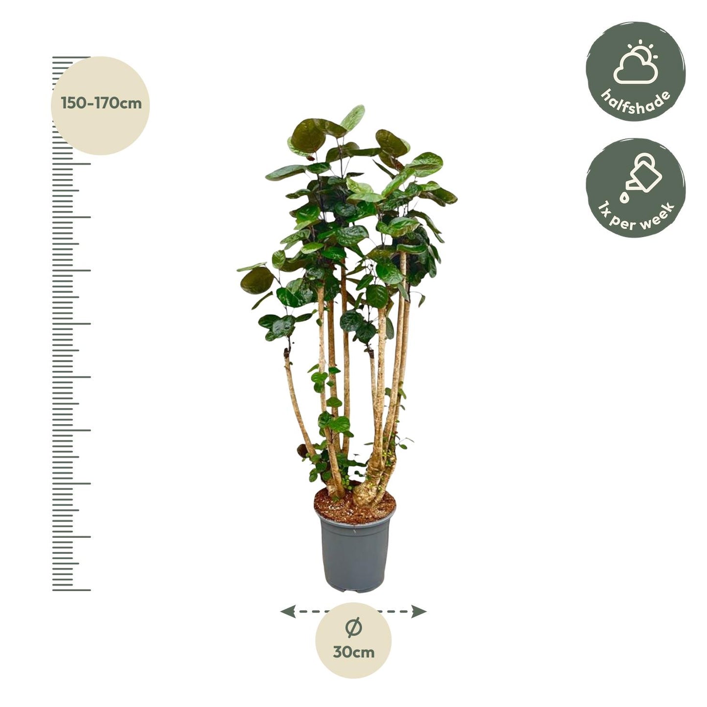Polysicas Fabian XXL - 150 cm - ⌀30